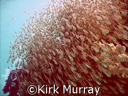 Finding a whole choral rock covered in Glass Fish, Taken ... by Kirk Murray 